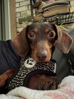 Lulu, Dachshund, adult, available for adoption