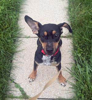 Annie, Hounds (All Types), young, available for adoption