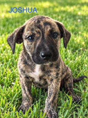 Joshua, Pit Bull Terrier, puppy, available for adoption