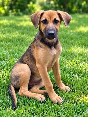 Mya, Mixed Breed / Shepherds (All Types), puppy, available for adoption