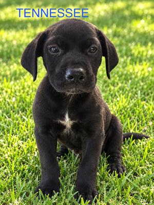 Tennessee, Pit Bull Terrier, puppy, available for adoption