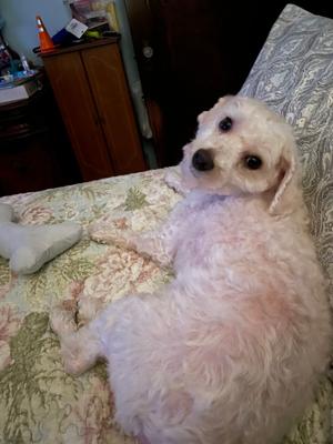 Finn, Miniature Poodle, young, available for adoption