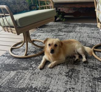 Elmer, Chihuahua, adult, available for adoption