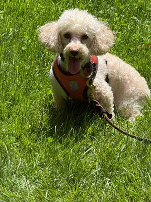 Charger, Poodle (Miniature), adult, available for adoption