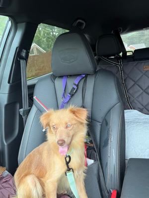 Jolie, Chihuahua, adult, available for adoption