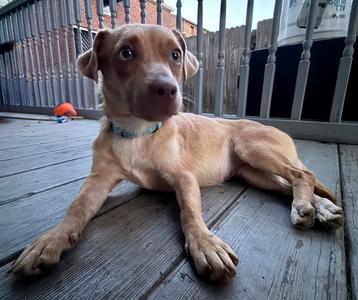 Petunia, Chihuahua, senior, available for adoption