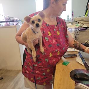 Pixie, Yorkie, Yorkshire Terrie, adult, available for adoption
