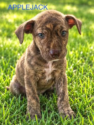 Applejack, Pit Bull Terrier, puppy, available for adoption