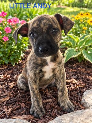 Little Andy, Pit Bull Terrier, puppy, available for adoption