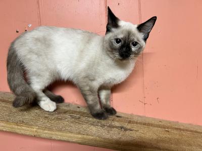 June, young, available for adoption