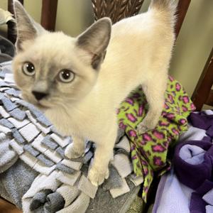Muffin, young, available for adoption