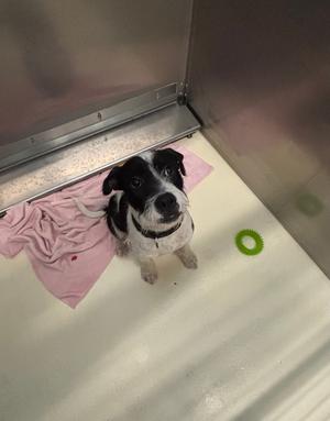 A black and white dog sitting on a pink towel in a metal enclosure, with a green ring on the floor.