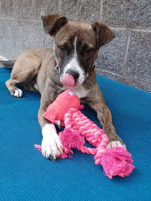 Butch, Mixed Breed, adult, available for adoption