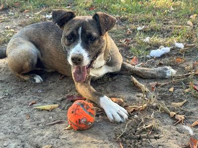 A brown and white dog lying on the ground with a red ball in front of it.