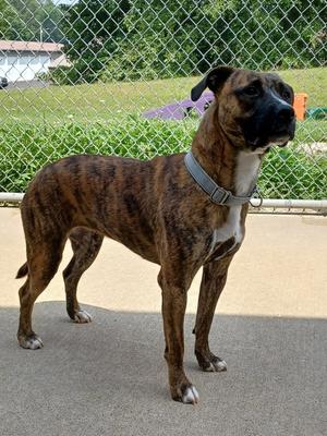 Elsa, Staffordshire Bull Terrier, young, available for adoption