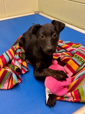 Cassi, Setter (Unknown Type) / Hound (Unknown Type), puppy, available for adoption