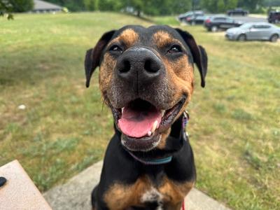 Alvin, Coonhound (Unknown Type) / Pit Bull Terrier, adult, available for adoption