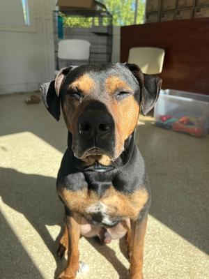 Alvin, Coonhound (Unknown Type) / Pit Bull Terrier, adult, available for adoption