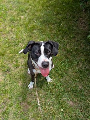 Olivia, Pit Bull Terrier, adult, available for adoption