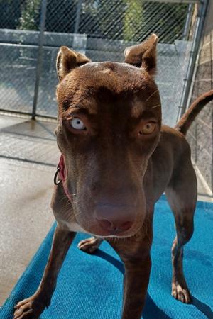 Livia, Terrier (Unknown Type, Medium) / Retriever (Unknown Type), young, available for adoption