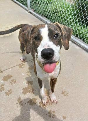 A brown and white dog with floppy ears and a black nose is standing on a concrete surface, looking directly at the camera with its tongue out. The background features a chain-link fence and some greenery.
