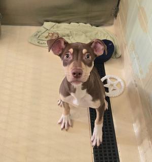 A brown and white puppy with large ears and expressive eyes is sitting on a tiled floor, looking up at the camera. The puppy has a white chest and paws, and its ears are perked up. In the background, there is a green blanket and a white star-shaped toy.