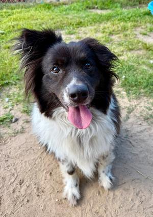 Wyatt, Border Collie / Australian Shepherd, senior, available for adoption