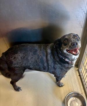 Lola, Catahoula Leopard Dog, senior, available for adoption