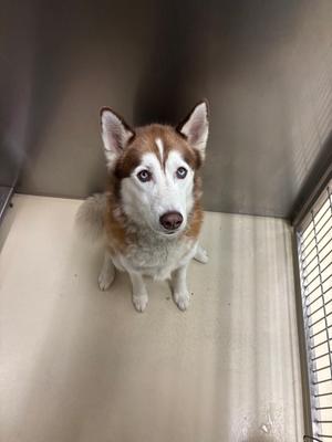 A brown and white husky dog sitting inside a metal enclosure, looking directly at the camera with its blue eyes.