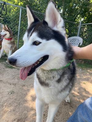 Ziggy, Siberian Husky, adult, available for adoption