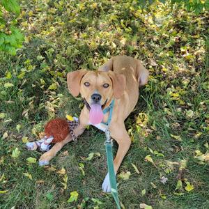 A brown dog lying on the grass with a toy and a leash.