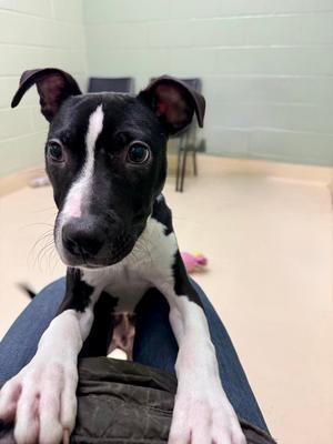 Lars Ulrich, Pit Bull Terrier, puppy, available for adoption