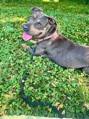 River, Staffordshire Bull Terrier, adult, available for adoption