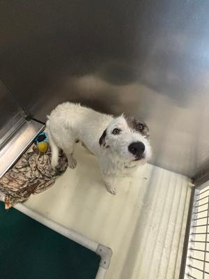 Wilbur, Terriers (Medium), young, available for adoption