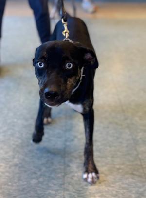 Lady Sparklebutt, Staffordshire Bull Terrier, puppy, available for adoption