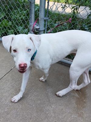 Anthony, Husky / Mixed Breed, adult, available for adoption