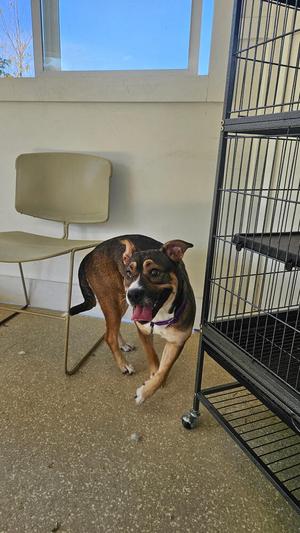 A brown and black dog with a purple collar is standing in front of a black metal crate. The dog is looking towards the camera with its mouth open, showing its tongue. There is a beige chair in the background, and the scene appears to be indoors with a window above.