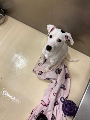 A white dog with black spots sitting on a pink blanket with a purple ball nearby.