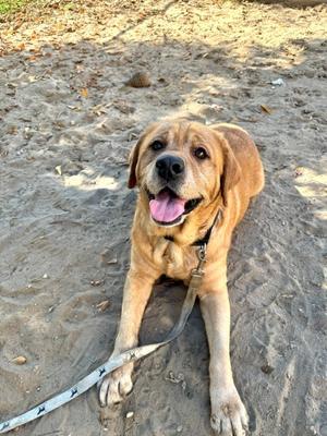 A happy brown dog lying on the sand with its tongue out, wearing a collar and leash.