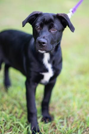 Rocky, Border Collie / Labrador Retriever, puppy, available for adoption