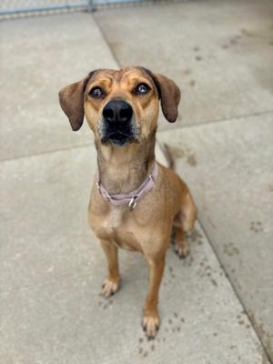 A brown dog with floppy ears and blue-ish eyes sits on a concrete surface, looking upwards.