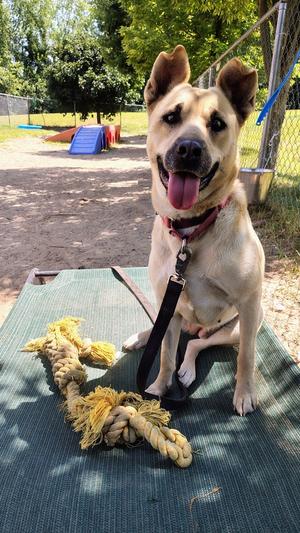 Cece, Labrador Retriever / Shepherd (Unknown Type), adult, available for adoption
