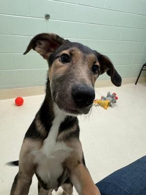 Jersey, Shepherd (Unknown Type), puppy, available for adoption
