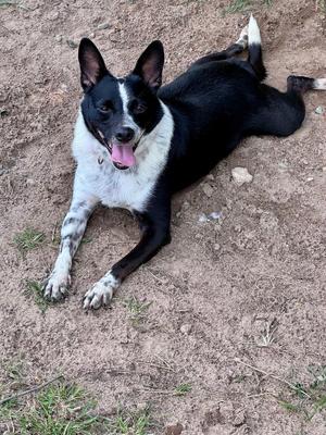 Bosco, Blue Heeler / Mixed Breed, adult, available for adoption