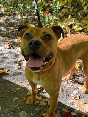 Montana, Pit Bull Terrier, adult, available for adoption