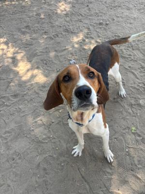 a beagle dog standing on a sandy surface