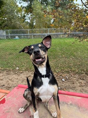Lady Boom Boom Barkington, Staffordshire Bull Terrier / Shepherd (Unknown Type), puppy, available for adoption