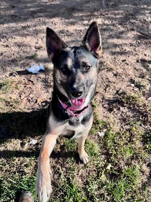 Lady Bird, German Shepherd Dog, adult, available for adoption