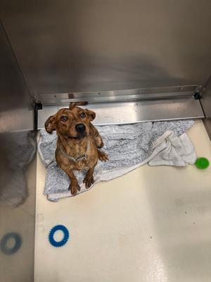 Charlotte, Plott Hound, young, available for adoption