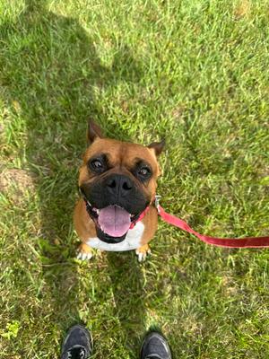 A brown and white dog with its tongue out, sitting on grass.